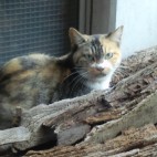 おーがい